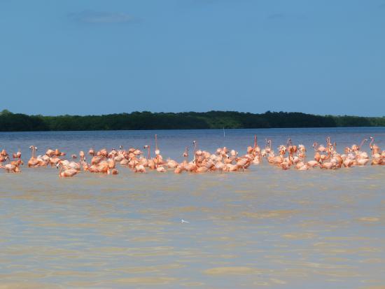 Celestún